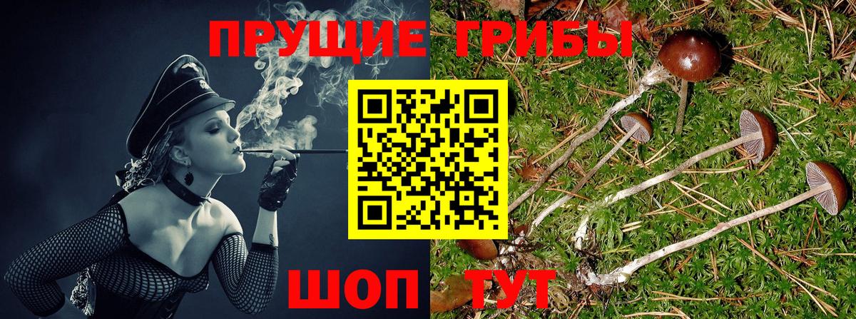 Апатиты  Галлюциногенные грибы MAGIC MUSHROOMS  Вход с VPN  Псилоцибиновые грибы GOLDEN TEACHER 
